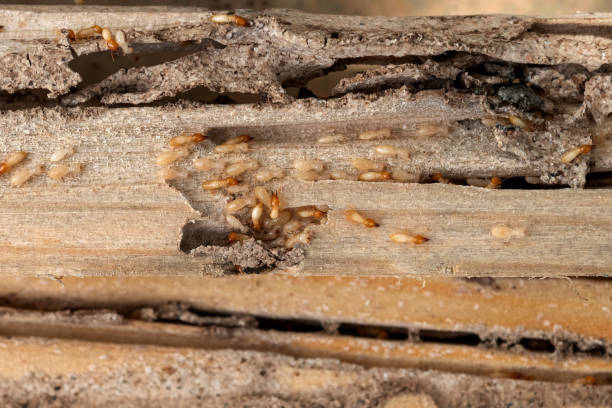 Best Best Pest Control Near Me  in Rkville, PA