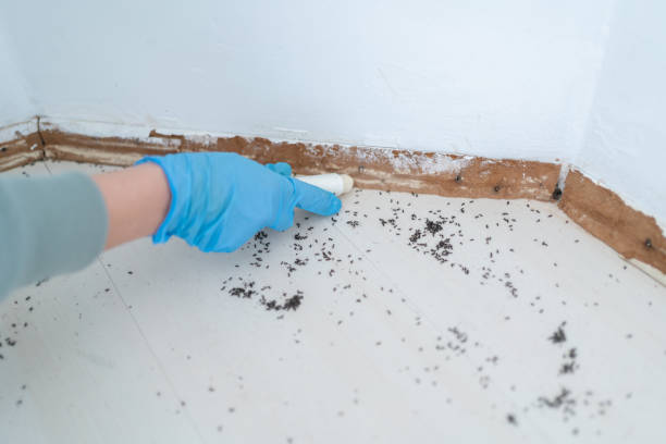 Best Wasp Removal Services  in Rkville, PA